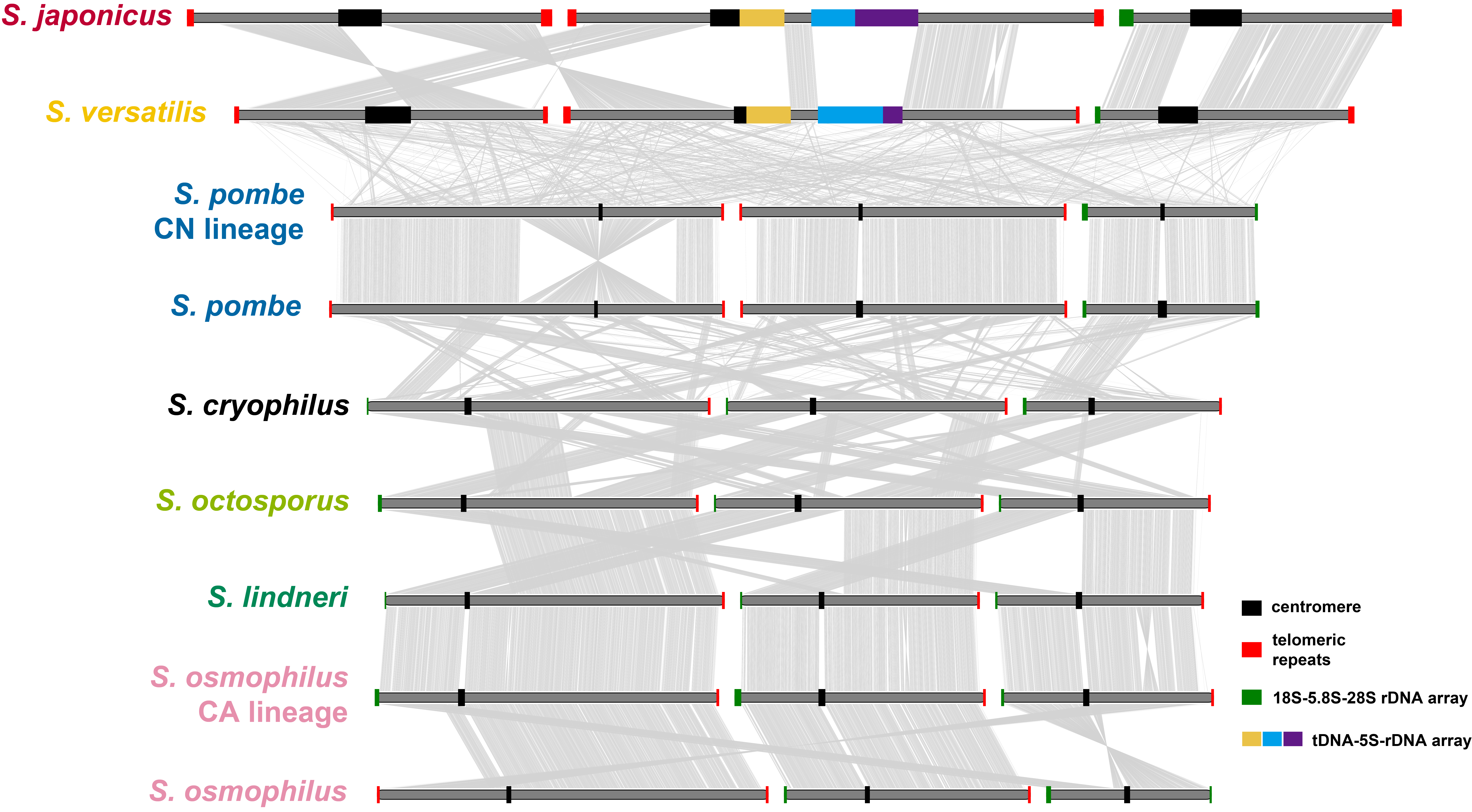 Synteny plot